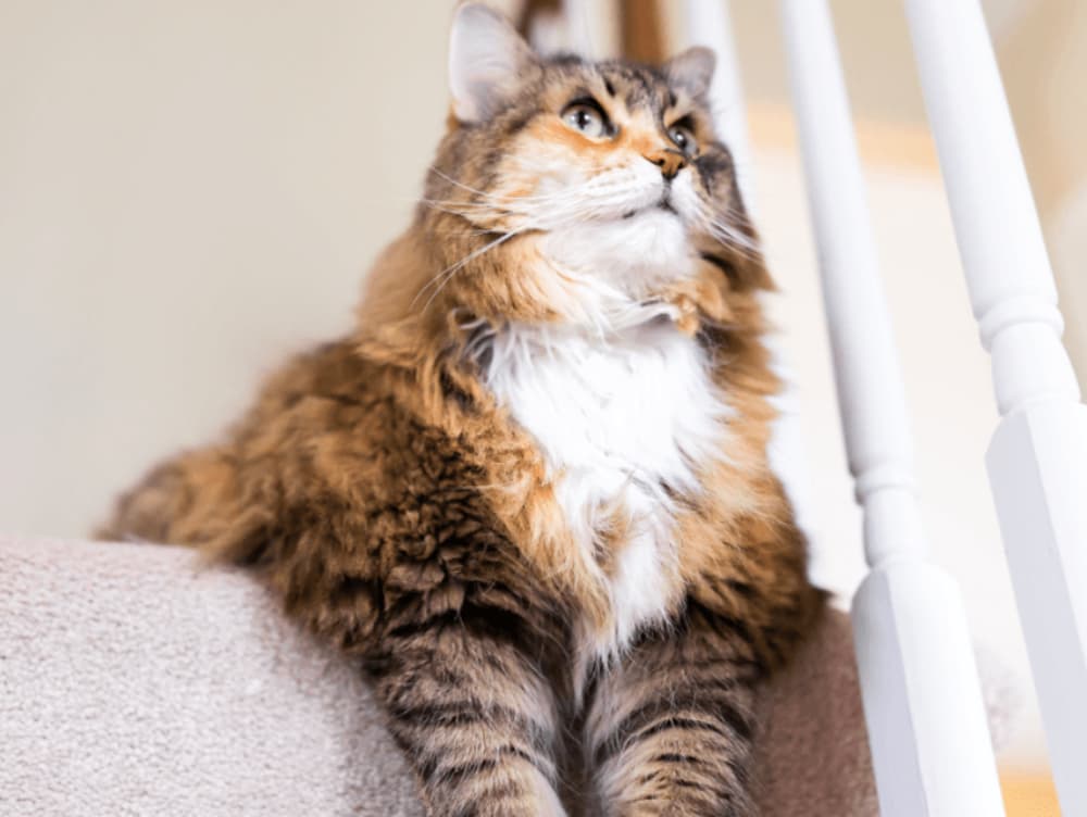Why Is My Cat Avoiding the Stairs?