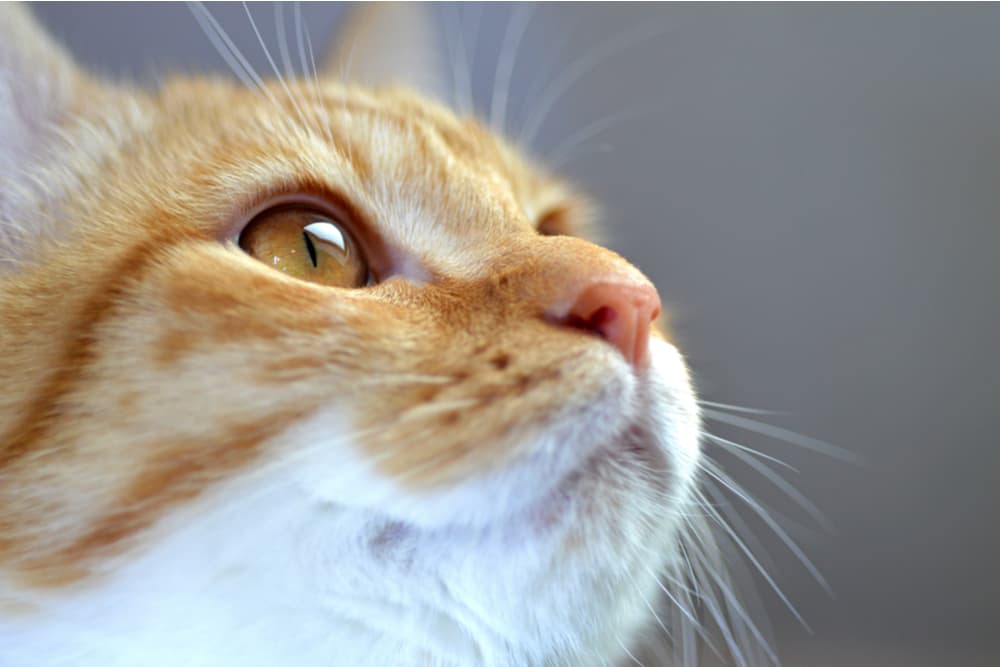 Close up of a little cat's nose