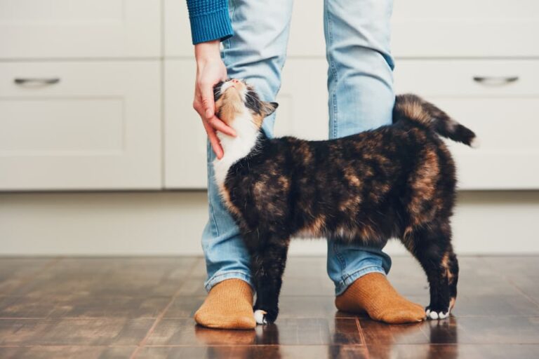 Cat cozying up to owner