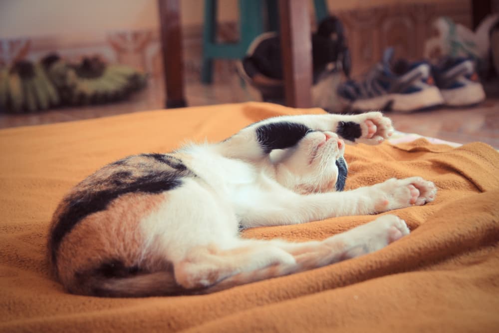 Cat stretching out belly