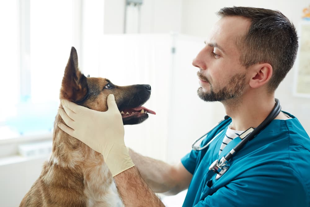 Veterinary technician observing dog