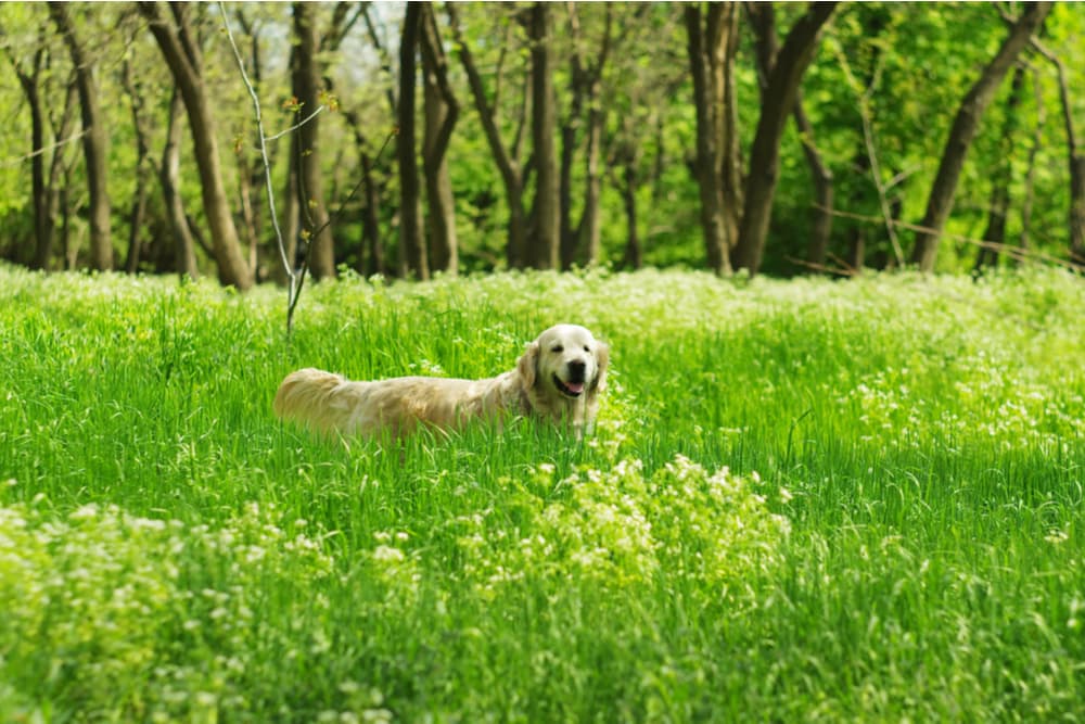 What Do Ticks Look Like on Dogs?