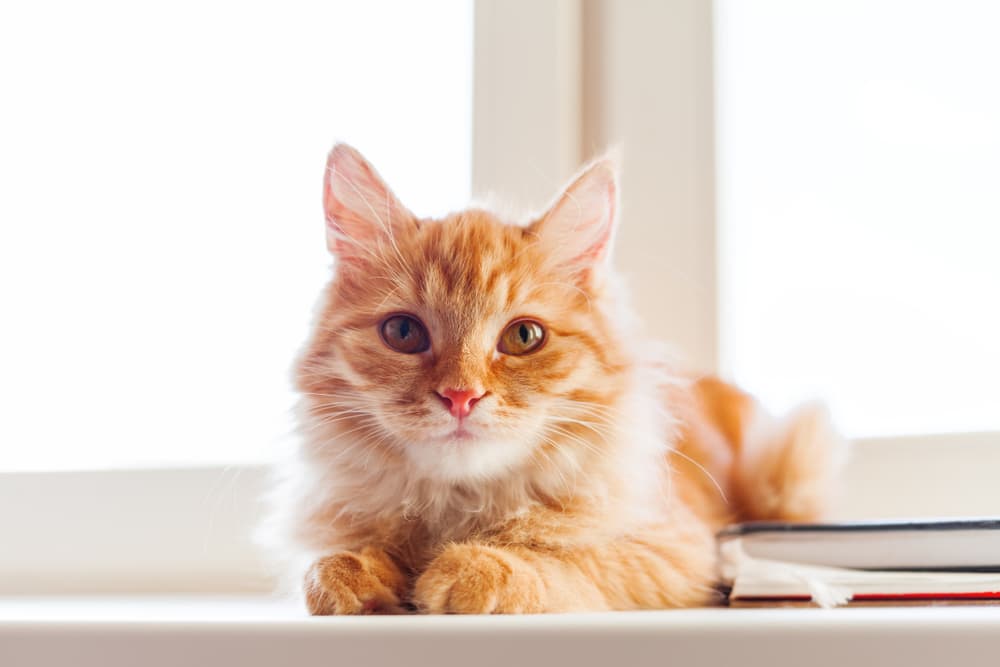 Cat sitting on windowsill