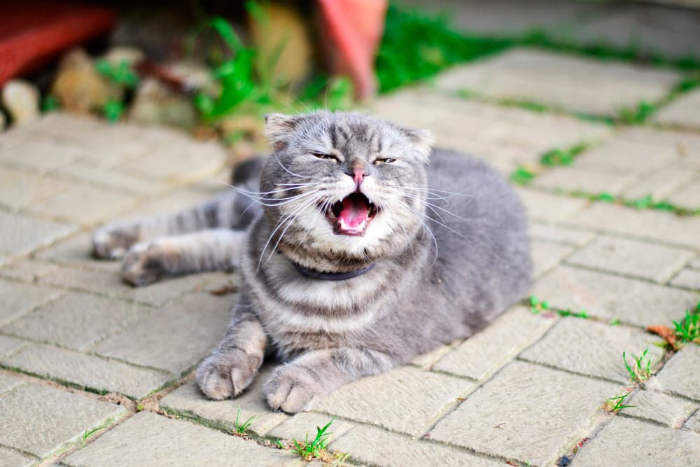 Cat outside sneezing