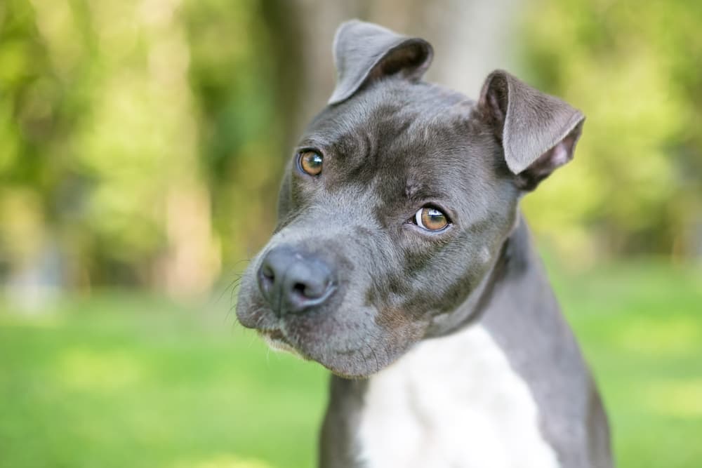 Pit bull dog looking confused