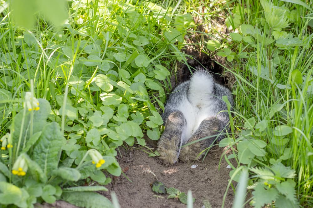 Bunny going into its burrow