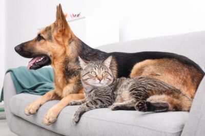 Flea Eggs: 10 Questions to Help Identify and Eliminate Them