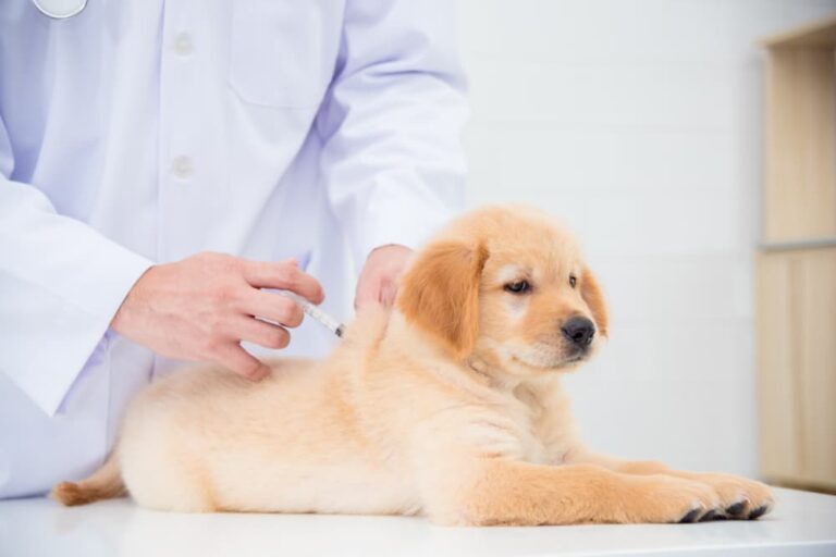 Puppy getting rabies shot
