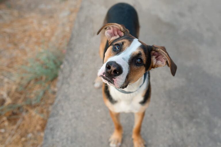 Dog looking up at owner confused
