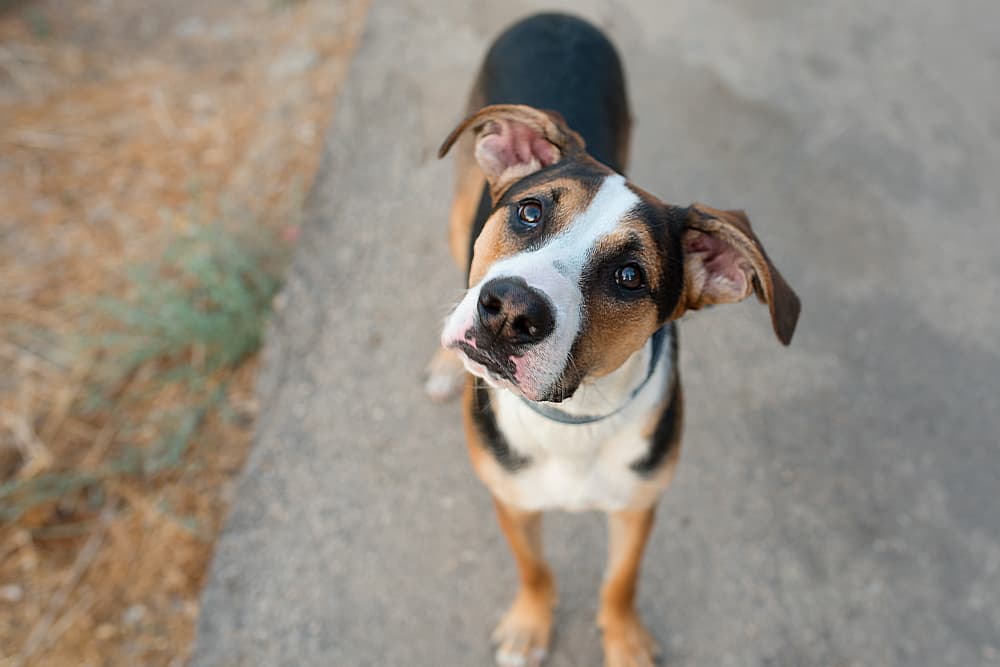 Histiocytoma in Dogs