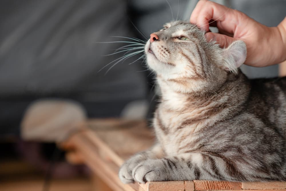 Owner petting cat