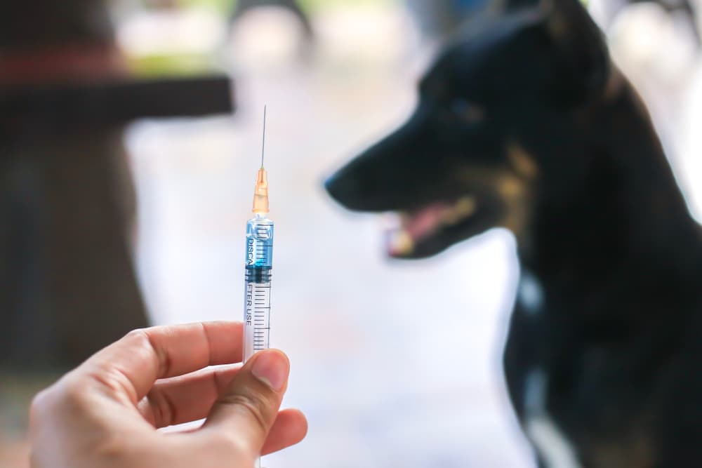 Veterinarian getting vaccine ready