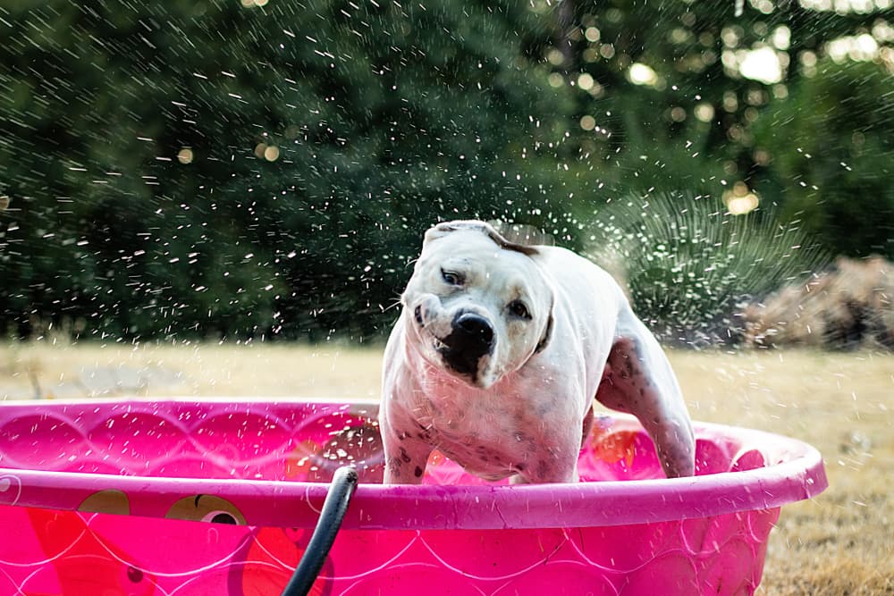 Dog playing in a kiddie pool in the yard