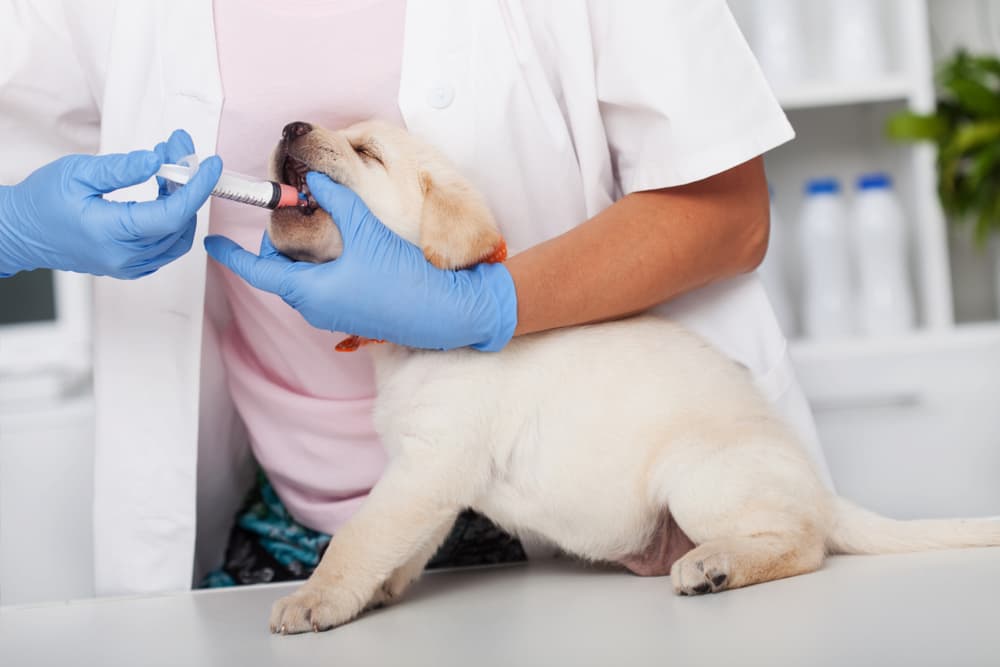 Puppy getting medication at vet