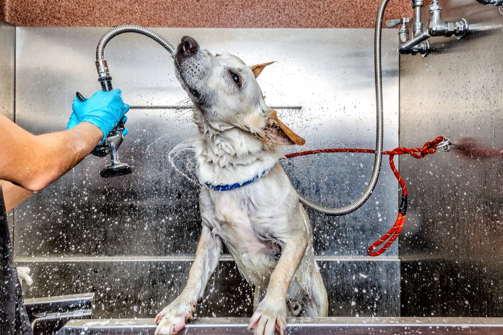Dog at the groomers