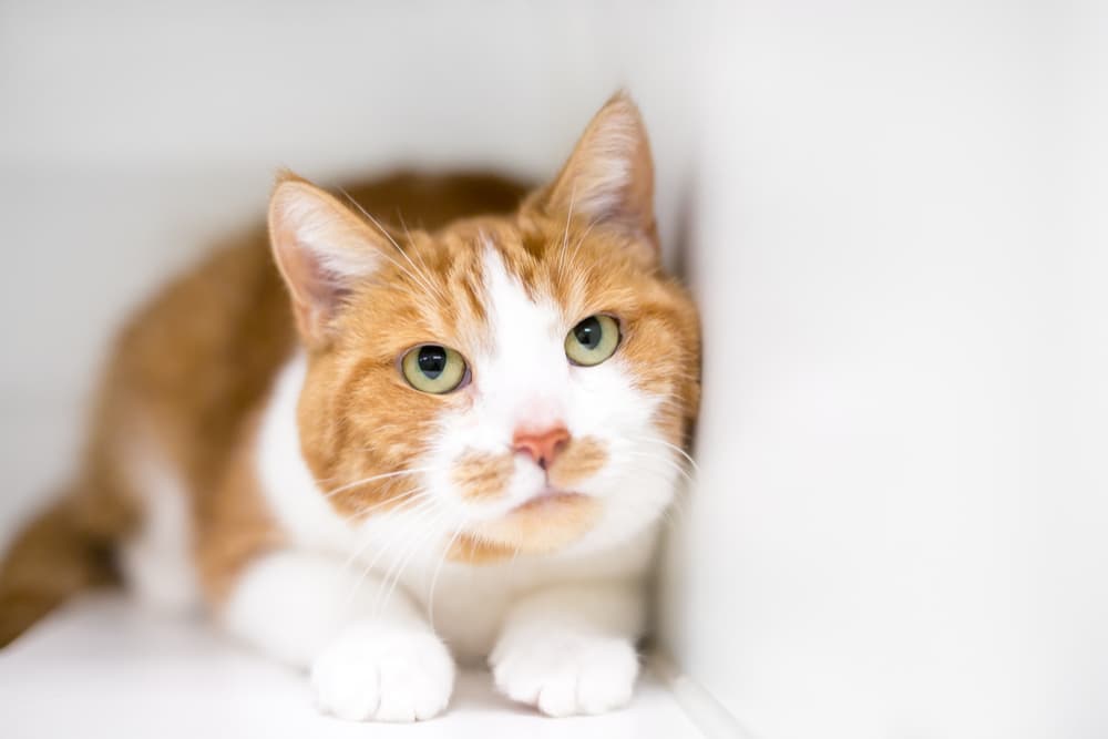 Megacolon in Cats