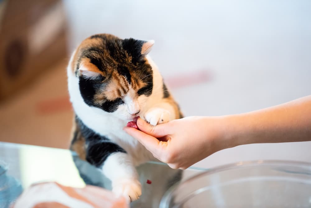 Cat getting a treat