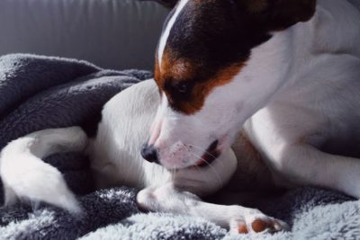 Milk Thistle for Dogs: Benefits and Uses