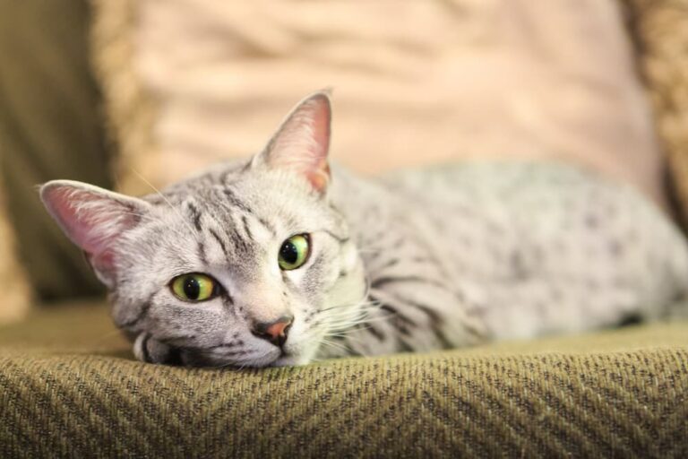 Cat looking sad lying on the couch