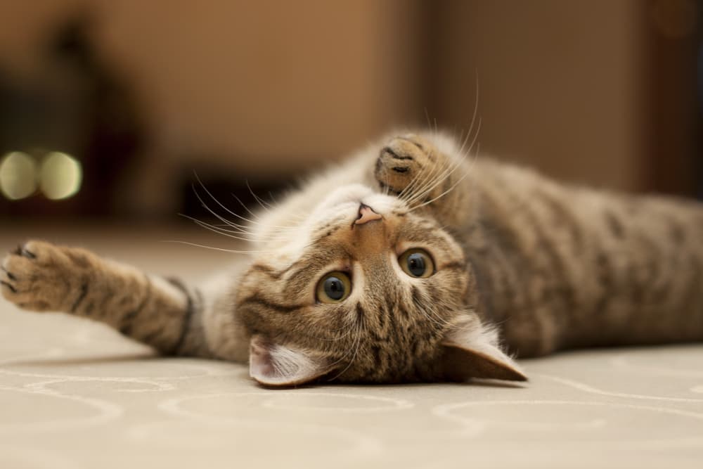 Cat on back playing on floor