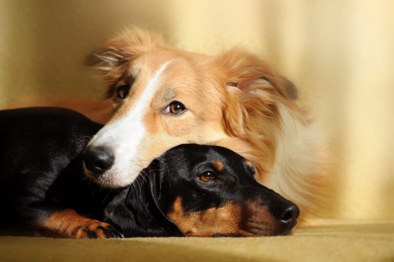 Two dogs at home snuggling