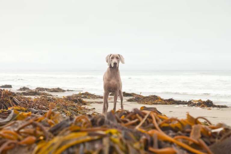 Dog on beach with kelp