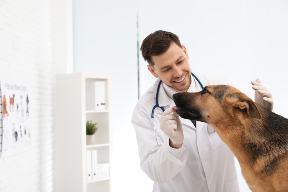 Veterinarian giving a dog a pill