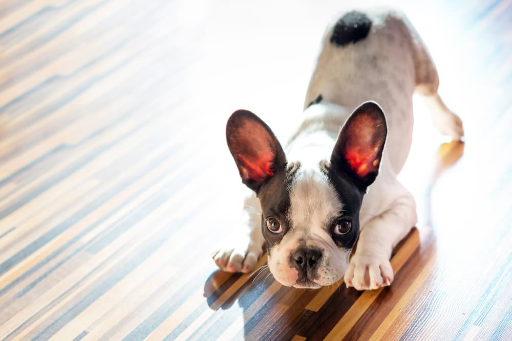 Dog waiting to play with owner