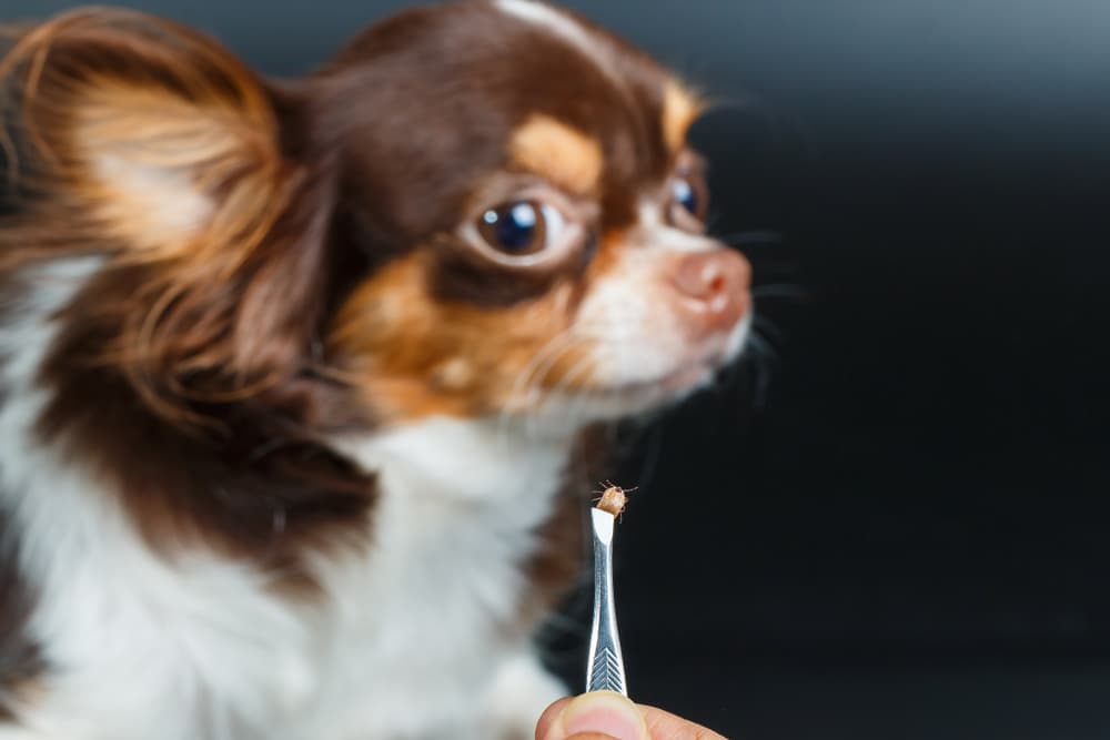 Hands holding tweezer after removing tick from dog