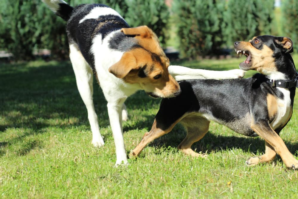 Two dogs not getting along
