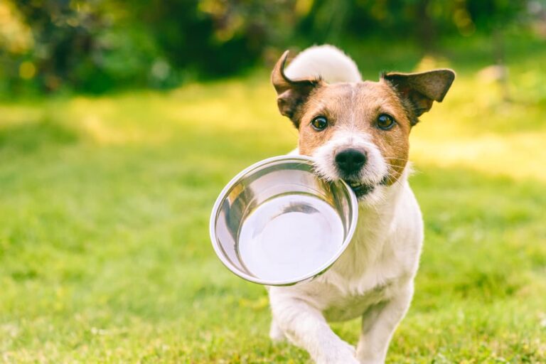 Dog running outdoors with food bowl
