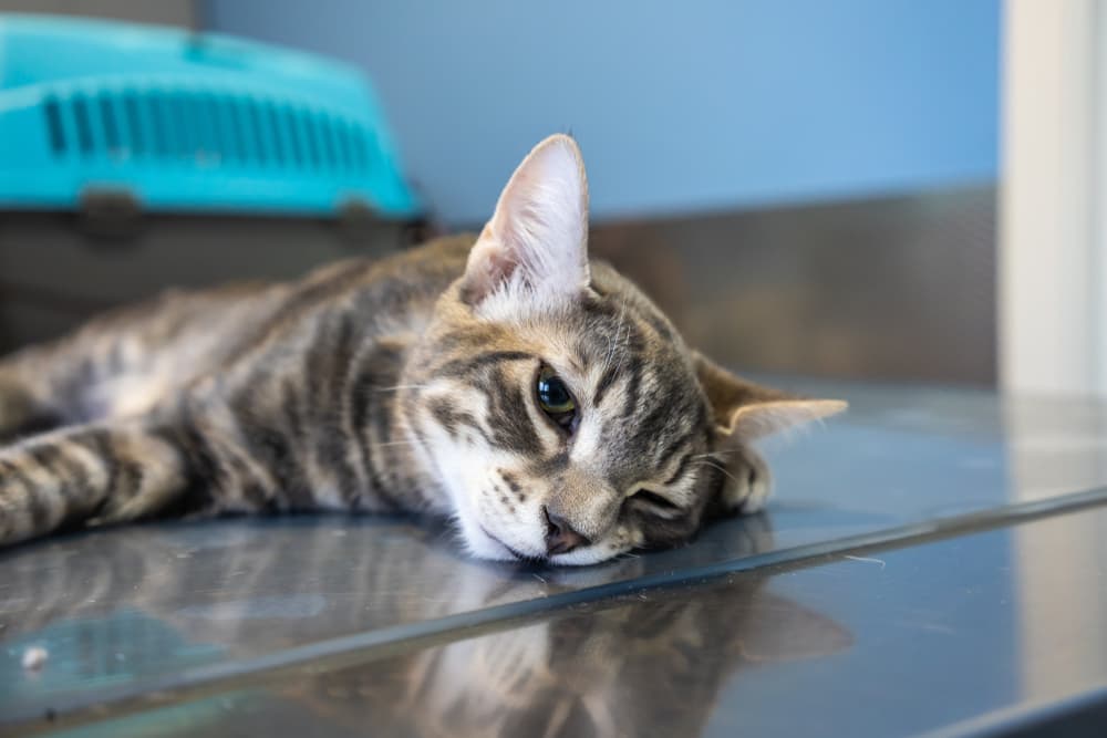 Cat sedated at the vet