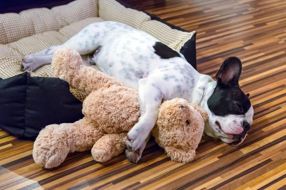 Puppy sleeping in dog bed with toy