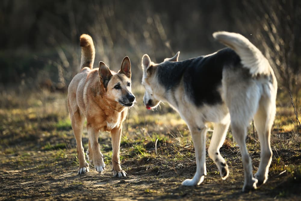 Two dogs outside sniffing each other