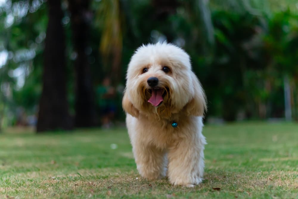 Healthy puppy outdoors