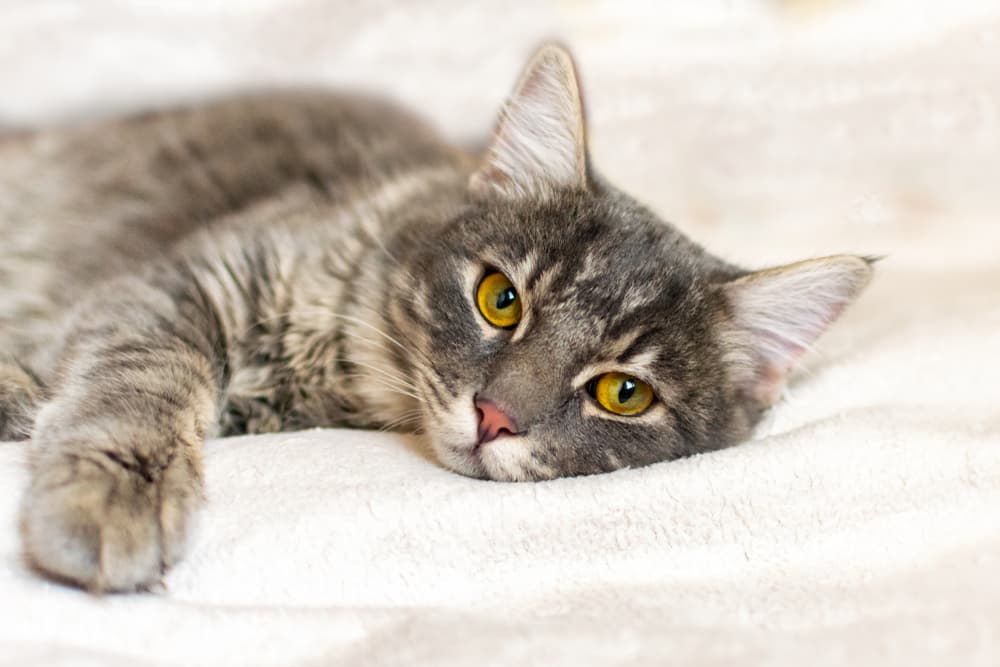 Cat laying on bed looking tired