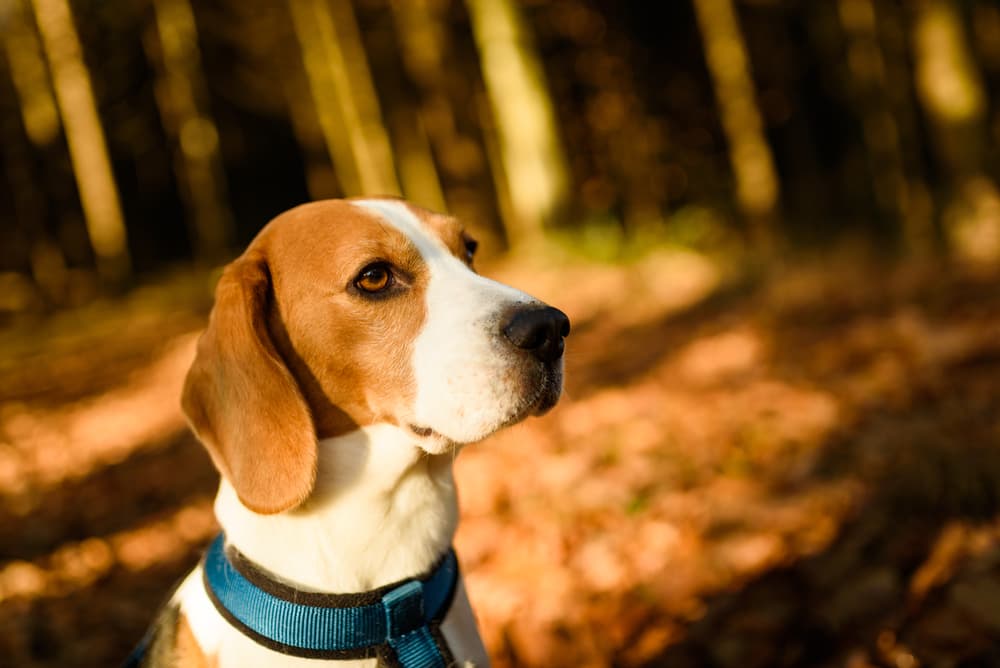 Dog looking at owner in the woods