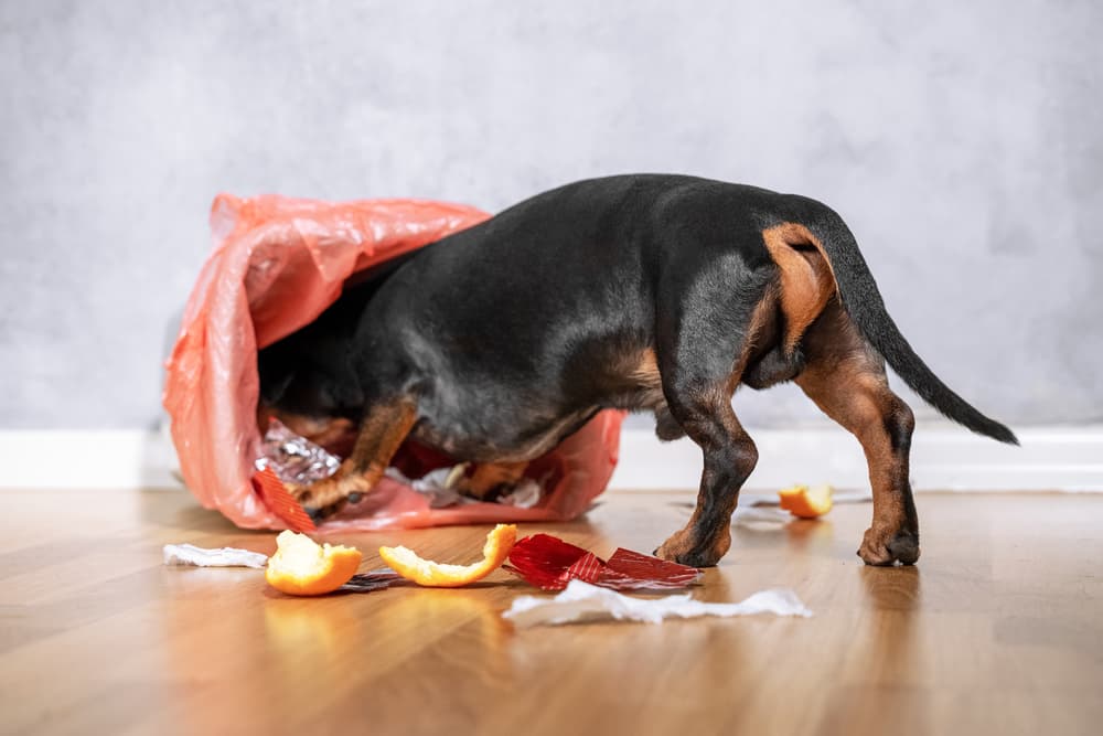 Dachshund dog digging through garbage
