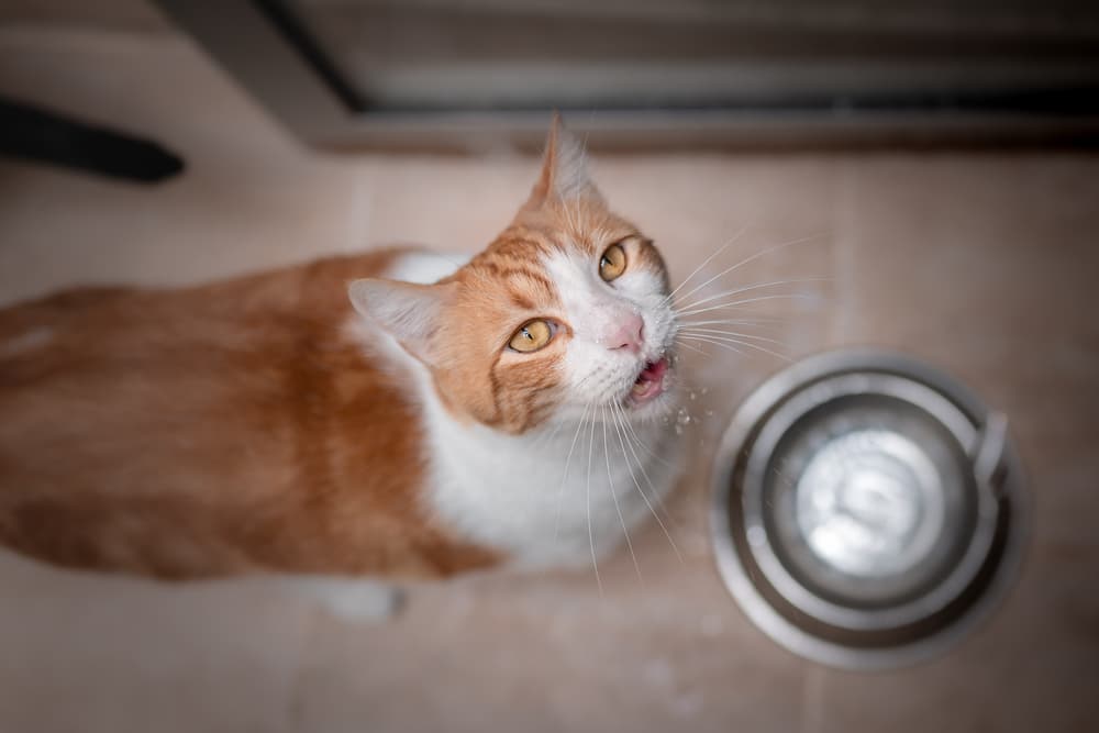 Cat drinking water from bowl at home