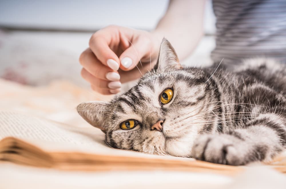 Cat feeling sick and tired