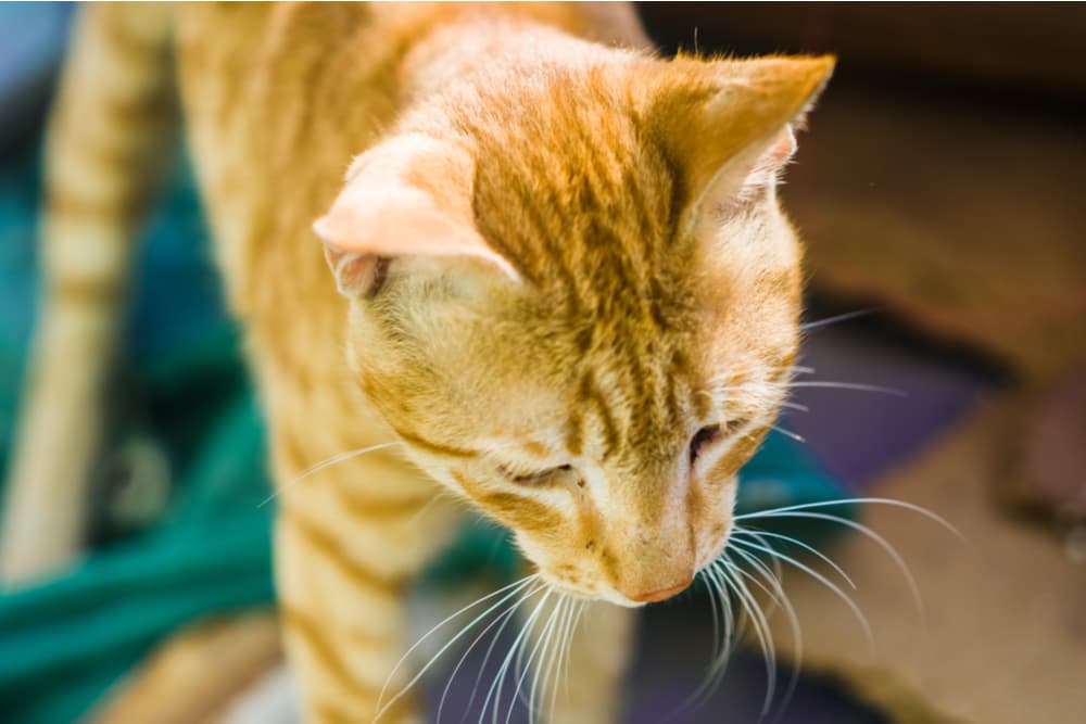 Thin cat looking sad