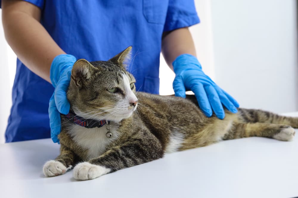 Cat being examined at the veterinarian