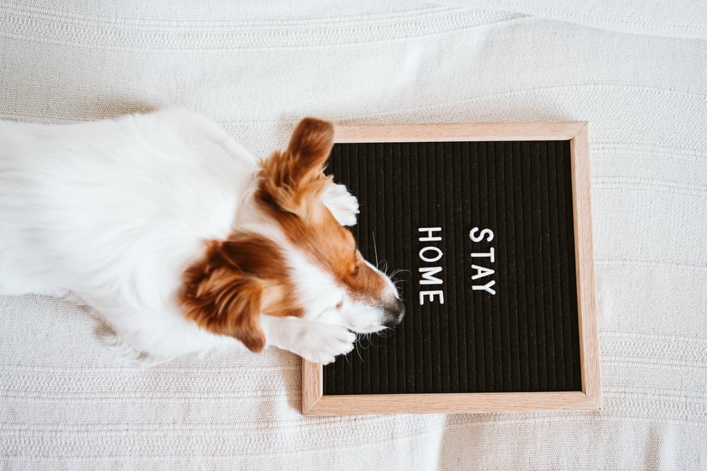 How the Pet Industry is Helping During the COVID-19 Pandemic