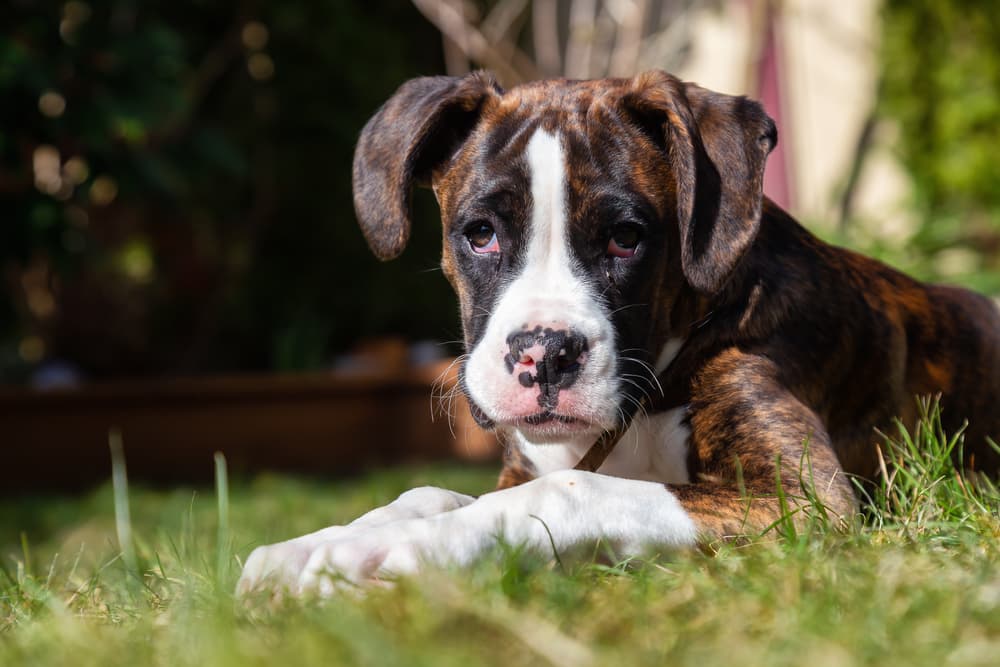Boxer puppy sitting in grass