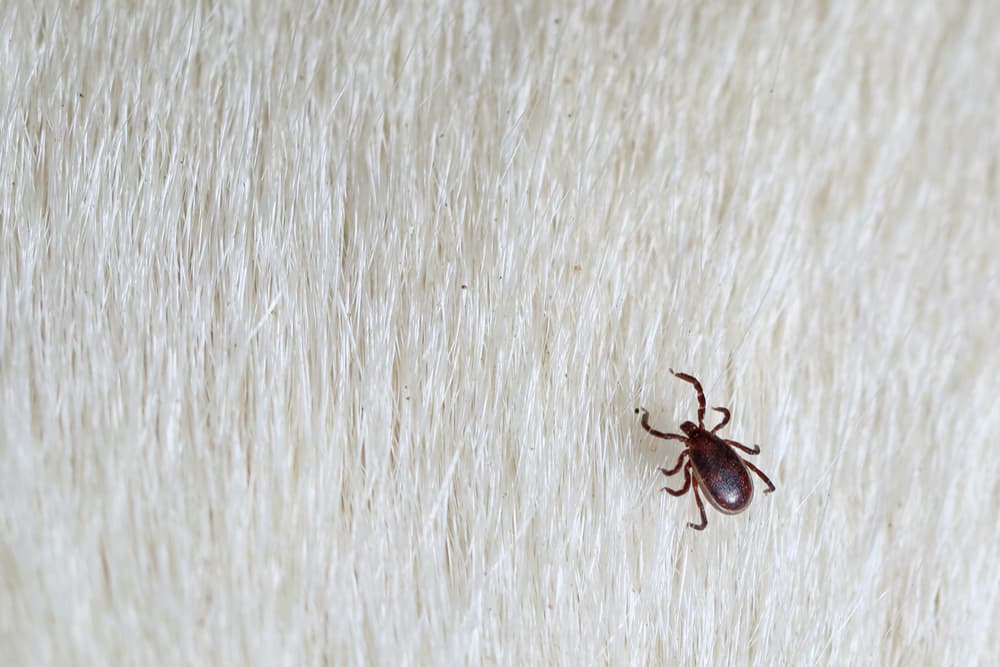Brown dog tick on fur