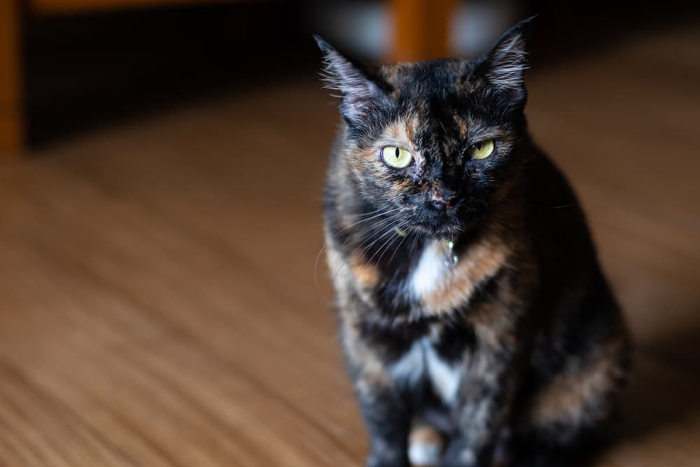 Cat sitting inside looking uncomfortable