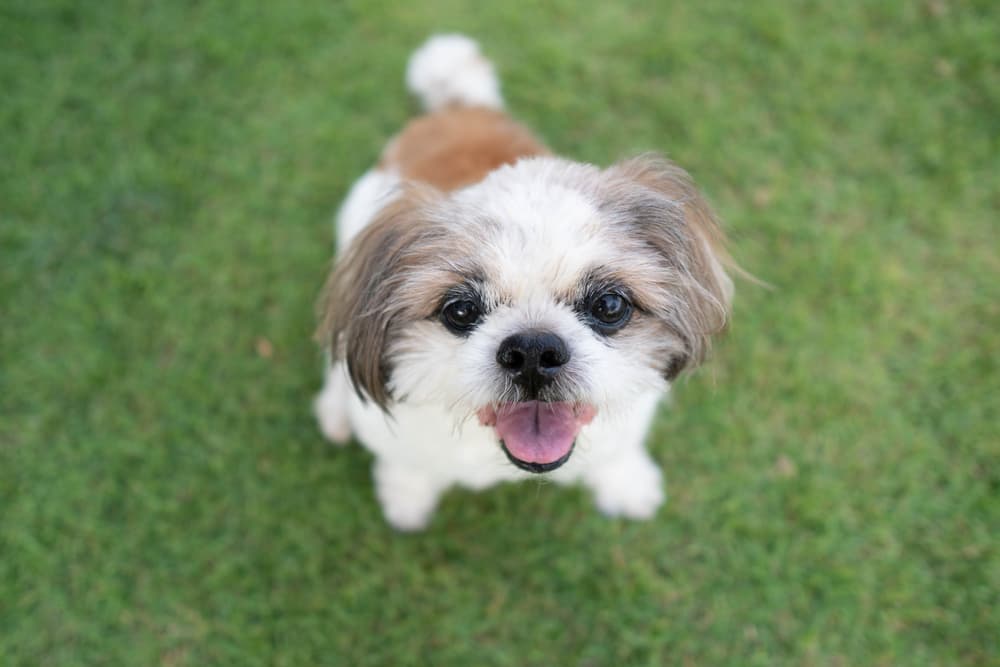 Happy dog sitting in grass