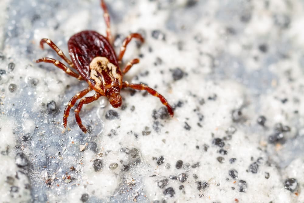 Female American dog tick