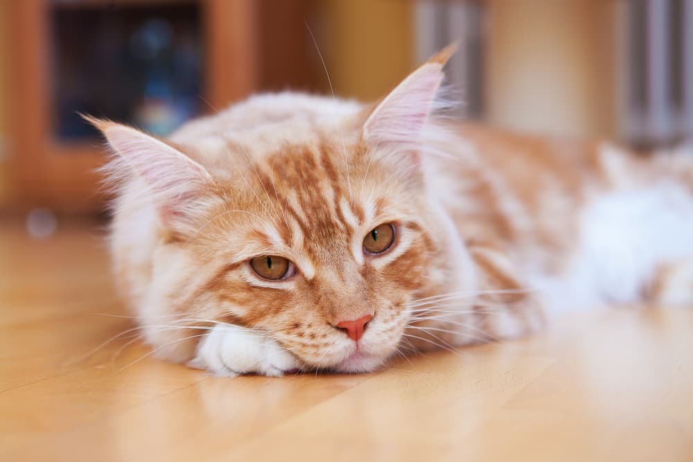 Cat laying on floor looking sad