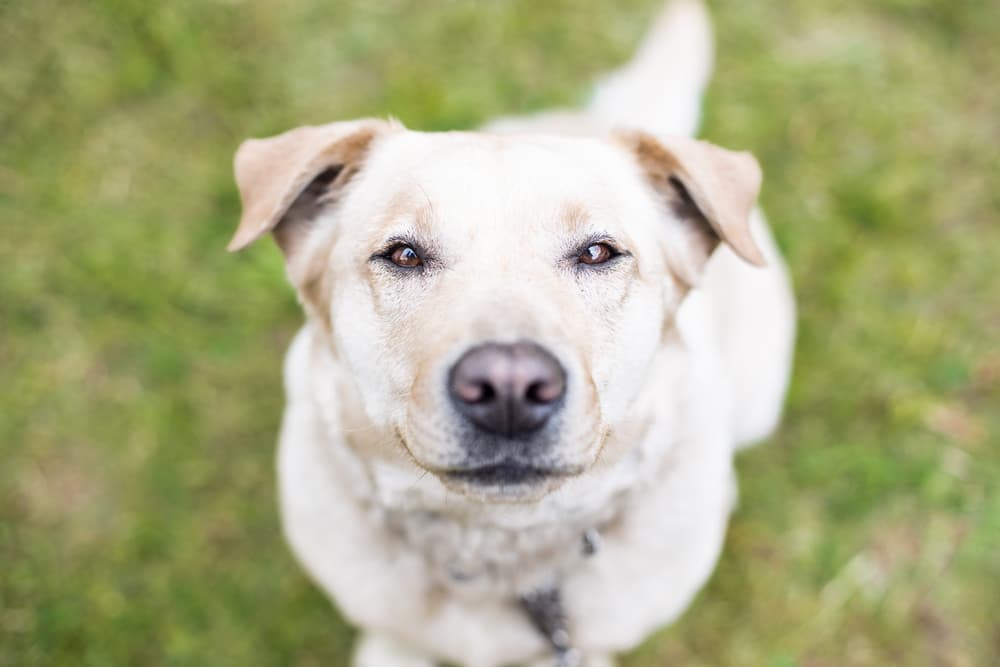 Healthy dog looking up to camera